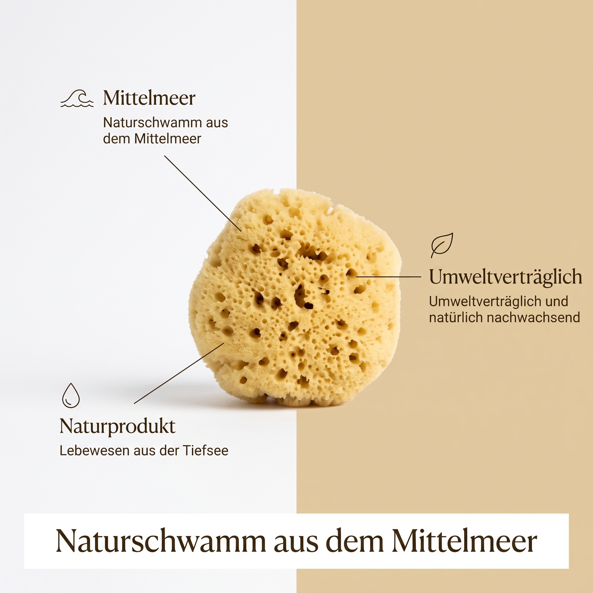 Naturschwamm/Levantiner Silk Schwamm ca. 10cm Naturschwamm/Levantiner Silk Schwamm ca. 10cm